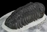 Morocops Trilobite - Visible Eye Facets #120077-2